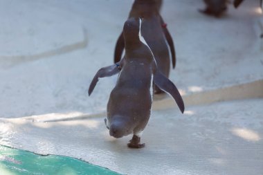 Hayvanat bahçesinde oynayan sevimli penguenlerin yakın çekimi         