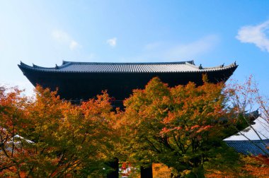 Japonya parkında sonbahar çiçek açtı.