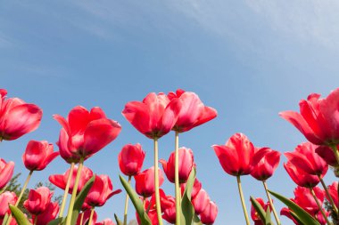 Güzel kırmızı lale çiçekleri ve mavi gökyüzü   