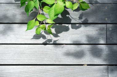 Ahşap arkaplanda yeşil yapraklar