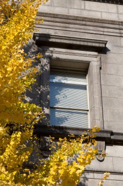 Sarı yapraklar ve taş mimarisi tarafından çerçevelenmiş pencere ayrıntıları