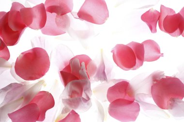 Güzel pembe yapraklar, bahar çiçekleri, romantik bir arka plan.                     