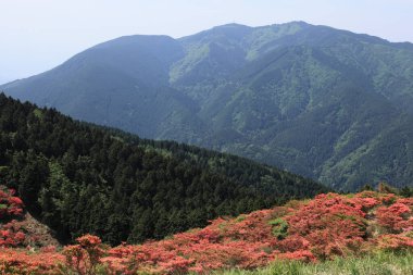 Yeşil ağaçlardaki dağ manzarası 