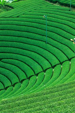 Güzel yeşil çay tarlasının yüksek açılı manzarası       
