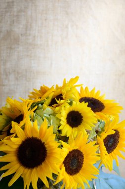 Masada güzel ayçiçekleri, yakın - yakın -