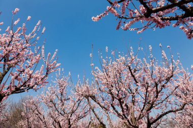 Güzel kiraz çiçekleri. Çiçek açan kiraz ağacı. Çiçek arka planı
