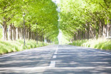 Kırsalda yeşil ağaçlar boyunca boş asfalt yol