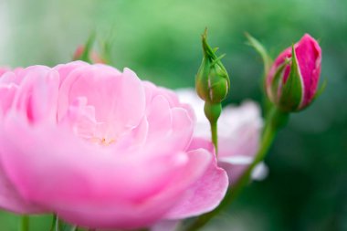 Arka planda güzel pembe güller, kapatın.