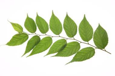 Yeşil yapraklı doğa arkaplanı. Yaz bitkisi dallarının kapatılması 