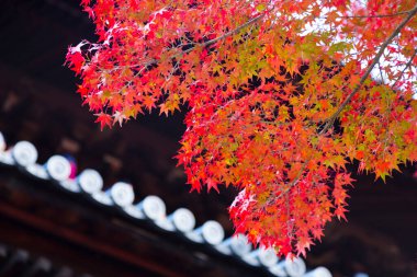 Sonbahar yaprakları, sonbahar bitkileri