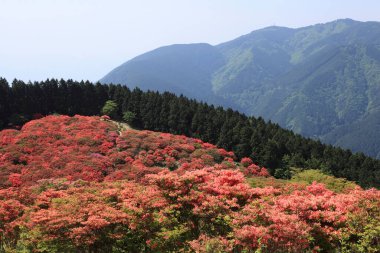 Dağları ve ağaçları olan güzel bir manzara. 