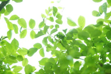 doğa arka planında yeşil yapraklar