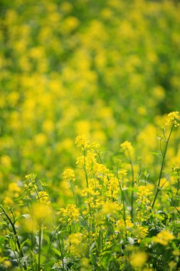 Güzel çiçekler, yakın görüş, doğa konsepti.