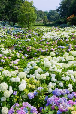 Güzel çiçekler, yakın görüş, doğa konsepti.