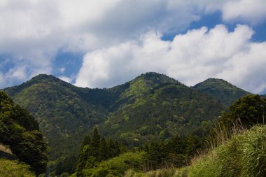 Yeşil ormanlı dağ manzarası