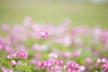 Güzel çiçekler, yakın görüş, doğa konsepti.