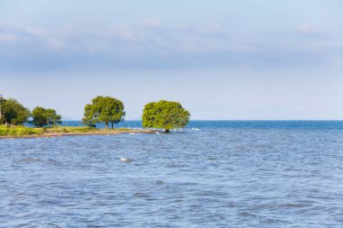 Deniz kıyısına yakın yeşil ağaçlar 