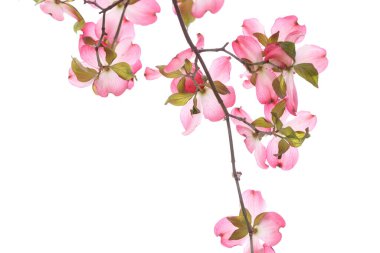 Güzel yaz çiçekleri, gündüz yakın çekim manzarası. 