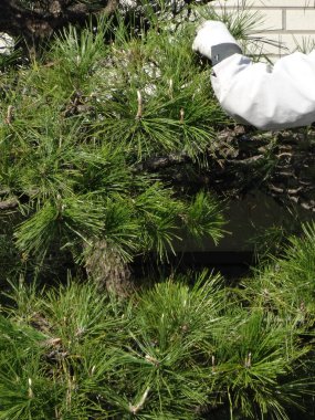 Açık havada sık yeşil çam dalları budayıp duran kişi