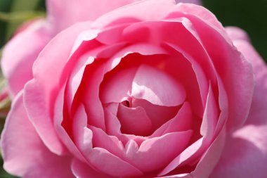 Pembe gül çiçeği, makro çekim, yakın çekim.       