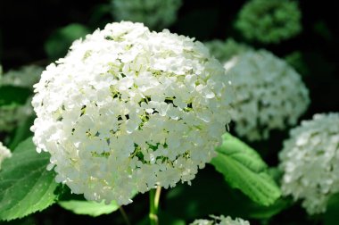 Güzel çiçekler, yakın görüş, doğa konsepti.
