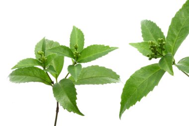 Yeşil yapraklara yakın çekim. Yaz bitkisinin dalları. 