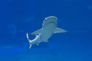 Mavi okyanusta beyaz köpekbalığı