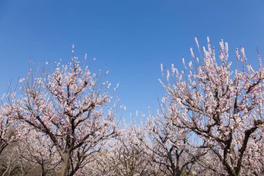 Güzel kiraz çiçekleri. Çiçek açan kiraz ağacı. Çiçek arka planı