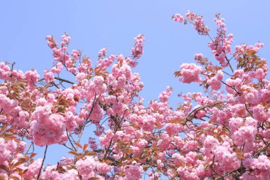 Kiraz çiçekleri sakura çiçekleri ve mavi gökyüzü