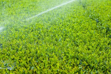 Yeşil çay bitkileri ve su fıskiyeleri.  