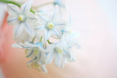 Beyaz arka planda güzel çiçekler, yakın plan -