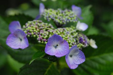 Güzel yaz çiçekleri, gündüz yakın çekim manzarası. 