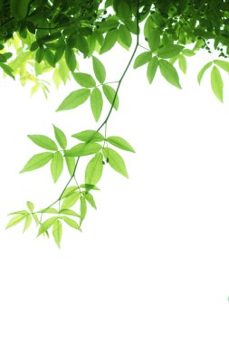 doğa arka planında yeşil yapraklar