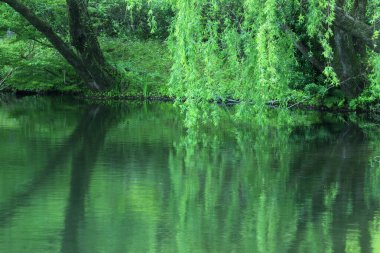 Sakin sudaki yeşil ağaçların güzel yansıması      