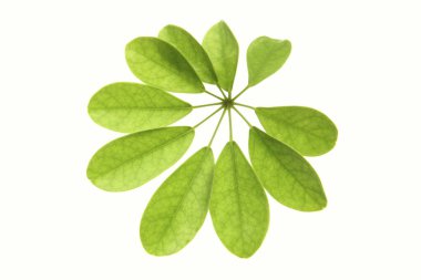 Yeşil yapraklı doğa arkaplanı. Yaz bitkisi dallarının kapatılması 