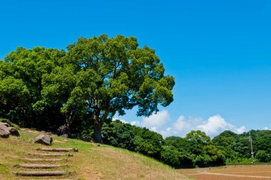 yeşil şehir parkı ve mavi gökyüzü 