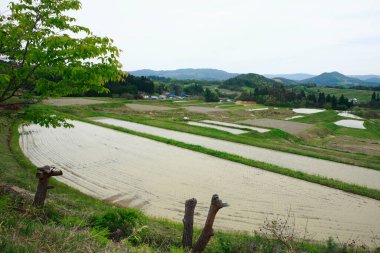Dağlarda pirinç tarlası olan güzel bir kır manzarası. 