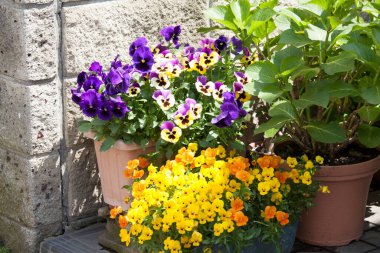 Bahçedeki güzel çiçekler