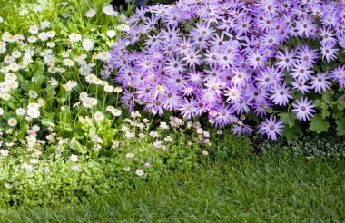 Güzel yaz çiçekleri, gündüz yakın çekim manzarası. 