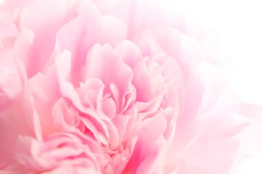 Güzel pembe şakayık çiçeğinin yakın plan görüntüsü.               