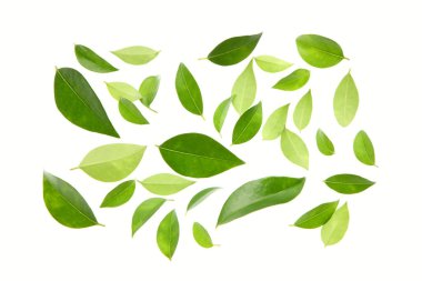 Yeşil yapraklı doğa arkaplanı. Yaz bitkisi dallarının kapatılması 