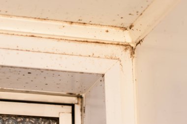 Küf ve tozla kaplanmış pis bir köşe