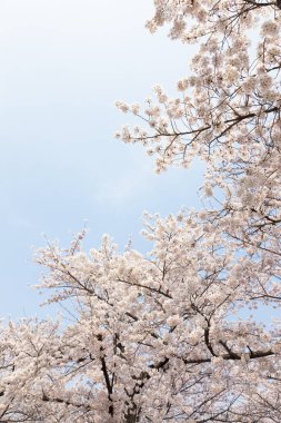 Güzel kiraz çiçekleri. Çiçek açan kiraz ağacı. Çiçek arka planı