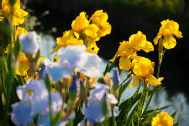 Bahçedeki güzel sarı çiçekler