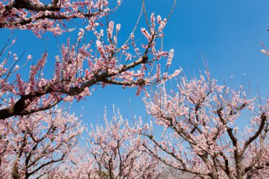 Güzel kiraz çiçekleri. Çiçek açan kiraz ağacı. Çiçek arka planı