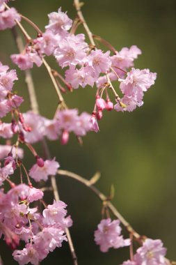 Bahçedeki güzel pembe sakura çiçekleri                