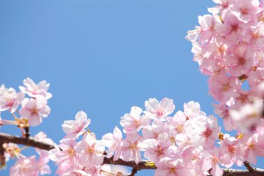 Güzel kiraz çiçekleri. Çiçek açan kiraz ağacı. Çiçek arka planı