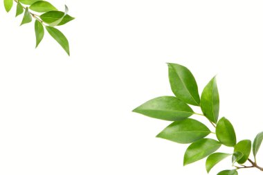 Yeşil yapraklı doğa arkaplanı. Yaz bitkisi dallarının kapatılması 