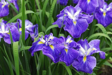 Güzel yaz çiçekleri, gündüz yakın çekim manzarası. 