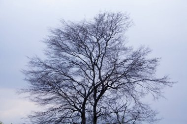Bulutlu gökyüzünün arka planında ağaç dalları